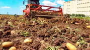 Çukurova’da patates bereketi fiyatı aşağı çekti