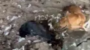 Mudanya'da sokak köpekleri kümese daldı