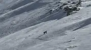 Bitlis dağlarında nadir rastlanan orman hayaleti görüntülendi