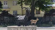 Tunceli sokaklarında şaşırtan görüntü Yaban keçisi kendi heykeliyle buluştu