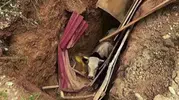 İzmit'te define avcılarının bıraktığı çukura büyükbaş hayvan düştü