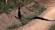 Malatya kırsalında yılanların nadir anları kaydedildi