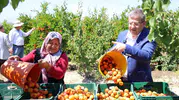 Denizli tarlalarında hasat mesaisi başladı