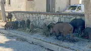 Bodrum sokaklarında 30 domuzluk sürpriz yürüyüş