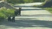 Düzce yollarında beklenmedik misafirler