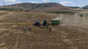 Batmanlı çiftçiler tarlada hasadı bayrama çevirdi