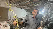 Nallıhan'da bir asırlık gelenekle gelen kazanç