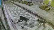 İskenderun çarşısında 6 köpeğin saldırısına uğrayan kedi can verdi