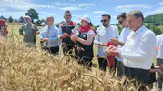 Samsun’da yerli buğdayın hasat zamanı geldi