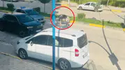 Ergani trafiğini bir eşek durdurdu