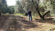 Balıkesir zeytinlerini sinek istilasından korumak için ekipler sahaya indi