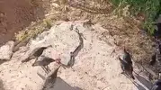 Diyarbakırda hindiler yılan dansını izledi