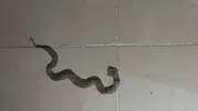 Siirt Kurtalan’da yılanlar apartman boşluklarına kadar girdi