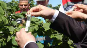 Fındığı kurtaracak samuray ordusu doğaya salınıyor