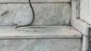 Antalya’da kedinin yılanla tehlikeli oyununa şahit oldular