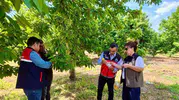 Sultandağı kirazında kimyasala veda dönemi