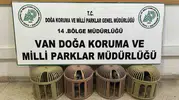 Çatak’ta kınalı keklikleri aracına dolduran sürücüye büyük ceza