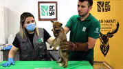 Kocaeli’de yaralı bulunan tilki hayata tutundu