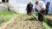 Nilüferli yaşlılar bahçede sebze yetiştiriyor