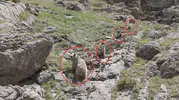 Erzurum dağlarında anne ayı ve yavrularının nadir anları