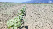 Aydın ovasında pamuk mesaisi başladı
