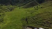 Tunceli’de mantar toplayan üç kişi ayı saldırısıyla yaralandı