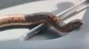 Elazığlı çiftçinin traktördeki yılan arkadaşlığı