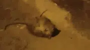 Batman sokaklarında farelerin ilginç kavgası izleyenleri gülümsetti