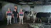 Kilisli gencin kayıp hayvanlarını jandarma arazide buldu
