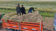 Aksaray’ın şifalı sarımsağı dünyaya ihraç ediliyor