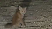 Tunceli yollarında beklenmedik misafirler