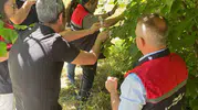 Karabük tarımını kurtarmak için doğaya samuray arıcıkları salındı