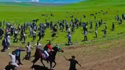 Erzurumdaki geleneksel at yarışlarında hayvanlara uygulanan şiddet tepki çekti