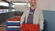 Bilecik’te kiraz bereketi var ama çiftçinin yüzü gülmüyor