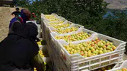 Malatya kayısısında hasat dönemi başladı