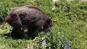 Ardahan’da ayının pençesinden kurtulan domuz köy yolunda görüntülendi