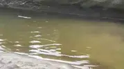 Rize’de şiddetli yağış alabalık tesisini yerle bir etti