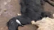 Adana'da besicinin kabusu Bir günde 76 hayvan telef oldu