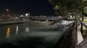Bakırköy sahilinde binlerce ölü balık kıyıya vurdu