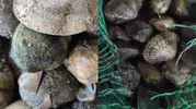 Kapıkule'de kaçak deniz ürünü taşıyan sürücüye ağır fatura