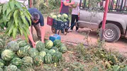Gazipaşalı çiftçiden 10 tonluk dev bağış