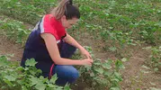 Didim tarlalarında pamuk hasadına doğru olumlu sinyaller