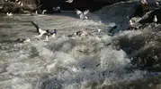 Van Gölü’nde inci kefallerinin uçuşu başladı