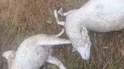 Kırklareli köylerini sel vurdu Üreticinin emekleri toprak altında kaldı