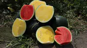 Adana tarlalarında sarı sürpriz Tropical Sunshine hasada hazırlanıyor