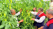 Mersin seralarında kapya biber mesaisi