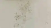 Rize’deki yaylada bir ayı 20 evi talan etti