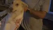 Hatay'da bir kişi köpeği çuvala hapsetti