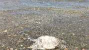 Ula sahilinde kıyıya vuran Caretta Caretta bulundu
