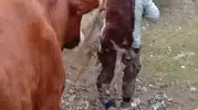 Amasya'da duygulandıran kurtarma operasyonu